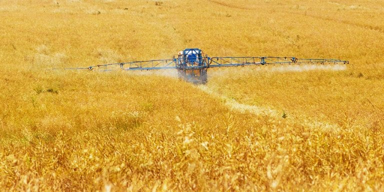 Field with wheat