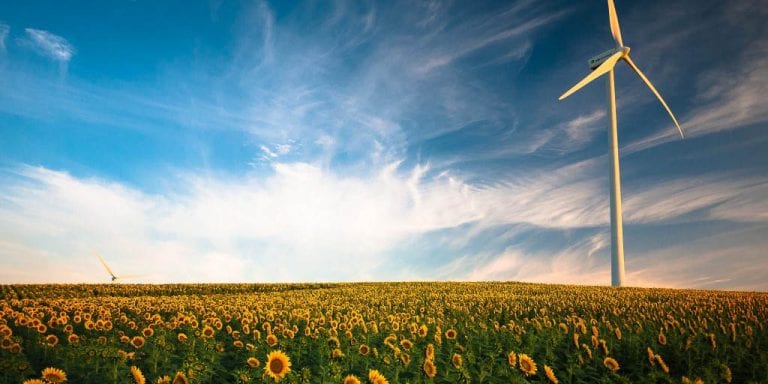 Sun flowers and wind turbine