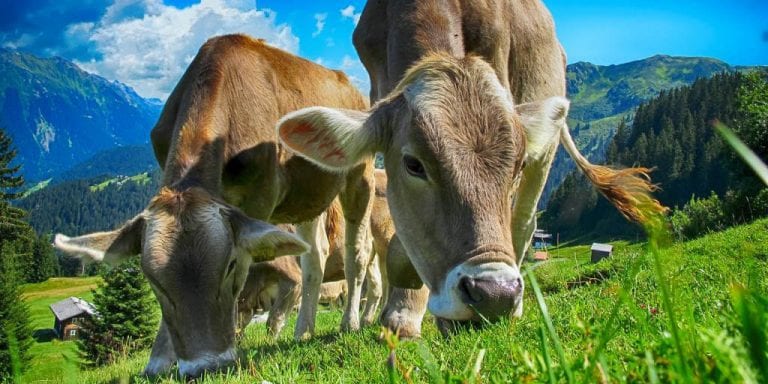 Cows grazing in the Alps